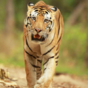 Taj Safaris Wildlife Tour in April